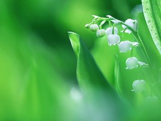 Обои листья, краски, весна, соцветие, ландыш, leaves, paint, spring, inflorescence, lily of the valley разрешение 2048x1365 Загрузить