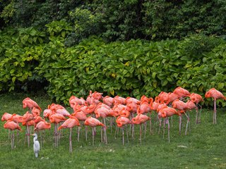 Обои фламинго, птицы, розовые, цапля, a flock of pink flamingos, flamingo, birds, pink, heron разрешение 2048x1365 Загрузить