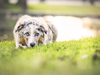 Обои природа, зелень, собака, водоем, луг, весна, аусси, nature, greens, dog, pond, meadow, spring, aussie разрешение 2048x1152 Загрузить