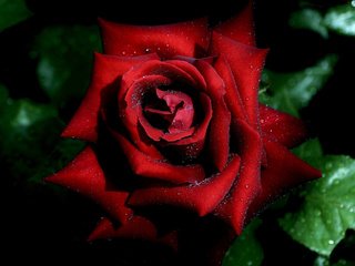 Обои макро, капли, роза, красная, бутон, macro, drops, rose, red, bud разрешение 2048x1361 Загрузить