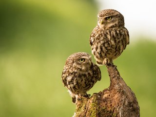 Обои птицы, парочка, коряга, совы, сыч, домовый сыч, сычи, birds, a couple, snag, owls, owl, the little owl разрешение 2048x1338 Загрузить