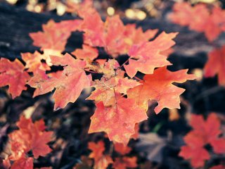 Обои листья, осень, клен, кленовый лист, осенние листья, leaves, autumn, maple, maple leaf, autumn leaves разрешение 5184x3456 Загрузить