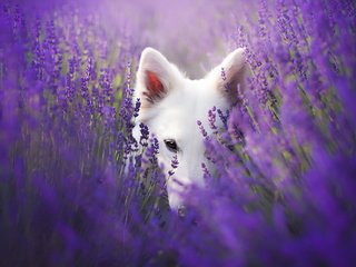 Обои взгляд, собака, друг, лаванды, look, dog, each, lavender разрешение 1920x1228 Загрузить