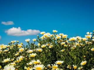 Обои небо, цветы, облака, солнце, ромашки, the sky, flowers, clouds, the sun, chamomile разрешение 4000x2541 Загрузить