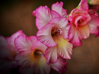 Обои цветы, макро, лепестки, гладиолус, шпажник, flowers, macro, petals, gladiolus разрешение 5846x3690 Загрузить
