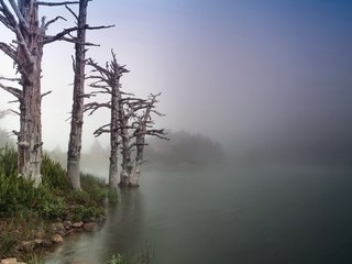 Обои деревья, река, природа, берег, утро, стволы. туман, trees, river, nature, shore, morning, trunks. fog разрешение 1920x1200 Загрузить