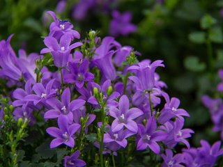 Обои природа, лепестки, колокольчики, сиреневые, campanula, кампанула, nature, petals, bells, lilac разрешение 5184x3456 Загрузить