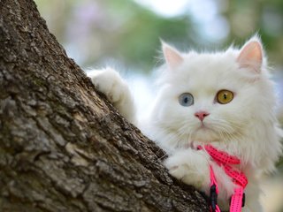 Обои дерево, мордочка, кошка, взгляд, котенок, белый, tree, muzzle, cat, look, kitty, white разрешение 4905x3261 Загрузить