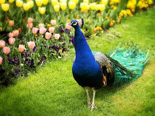 Обои цветы, природа, птица, тюльпаны, павлин, flowers, nature, bird, tulips, peacock разрешение 2048x1455 Загрузить