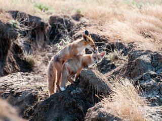 Обои мордочка, взгляд, лиса, лисица, ушки, мама, лисенок, лисы, уход, чистка, cleaning, muzzle, look, fox, ears, mom, care разрешение 2000x1328 Загрузить