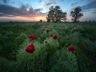 Обои цветы, вечер, поле, flowers, the evening, field разрешение 2048x1637 Загрузить