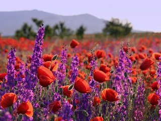 Обои цветы, лаванда, лето, маки, луг, flowers, lavender, summer, maki, meadow разрешение 2500x1655 Загрузить