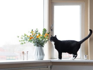 Обои цветы, кот, окно, flowers, cat, window разрешение 2048x1365 Загрузить