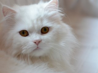 Обои кошка, взгляд, котенок, белый, cat, look, kitty, white разрешение 2048x1362 Загрузить