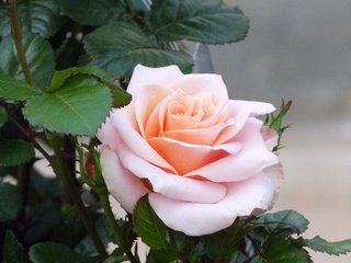 Обои роза, бутон, куст, розовая, rose, bud, bush, pink разрешение 2048x1536 Загрузить
