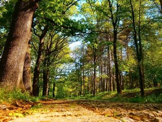 Обои дорога, деревья, лес, road, trees, forest разрешение 2048x1267 Загрузить