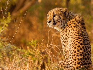 Обои взгляд, гепард, дикая кошка, look, cheetah, wild cat разрешение 2048x1098 Загрузить