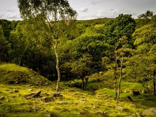 Обои трава, деревья, камни, зелень, лето, великобритания, peak district national park, longshaw estate, grass, trees, stones, greens, summer, uk, the peak district national park разрешение 2880x1728 Загрузить