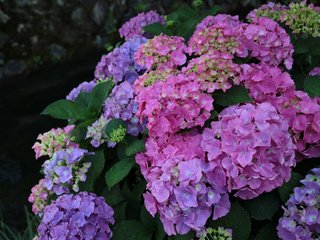 Обои цветы, соцветия, гортензия, flowers, inflorescence, hydrangea разрешение 1920x1280 Загрузить