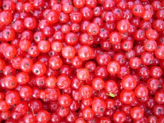 Обои еда, красная, ягоды, смородина, food, red, berries, currants разрешение 2592x1944 Загрузить