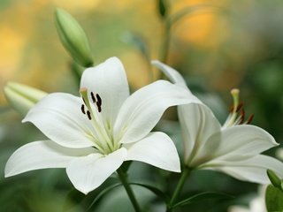 Обои цветы, бутоны, макро, лепестки, лилия, белые, flowers, buds, macro, petals, lily, white разрешение 3000x1872 Загрузить