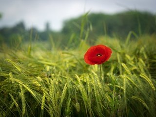 Обои трава, зелень, поле, красный, мак, весна, краcный, poppy, весенние, грин, green, grass, greens, field, red, mac, spring разрешение 2880x2160 Загрузить