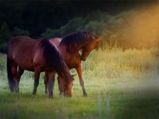 Обои лучи, лошади, коричневые, пасутся, на лугу, rays, horse, brown, grazing, in the meadow разрешение 2000x1333 Загрузить