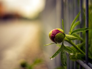 Обои фон, цветок, капли, забор, размытость, бутон, пион, background, flower, drops, the fence, blur, bud, peony разрешение 2048x1365 Загрузить