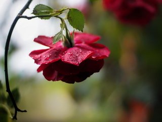 Обои природа, цветок, роза, nature, flower, rose разрешение 1920x1200 Загрузить