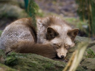 Обои природа, фон, сон, лиса, лисица, хвост, nature, background, sleep, fox, tail разрешение 2048x1365 Загрузить