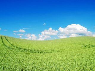 Обои небо, облака, природа, поле, пшеница, the sky, clouds, nature, field, wheat разрешение 2560x1600 Загрузить