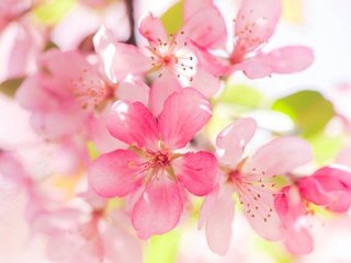 Обои цветение, макро, яблоня, цветки, flowering, macro, apple, flowers разрешение 2048x1254 Загрузить