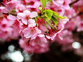 Обои цветение, макро, весна, сакура, blossom, весенние, flowering trees, flowering, macro, spring, sakura разрешение 2880x1828 Загрузить