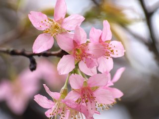 Обои цветение, весна, сакура, blossom, весенние, flowering trees, flowering, spring, sakura разрешение 3264x2262 Загрузить