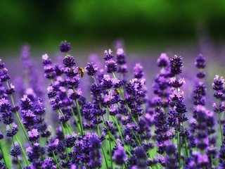 Обои цветы, поле, лаванда, пчелы, flowers, field, lavender, bees разрешение 3008x2000 Загрузить