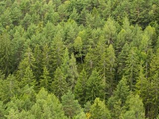 Обои деревья, лес, сосны, много, сосна, хвойный лес, trees, forest, pine, a lot, coniferous forest разрешение 2880x1920 Загрузить