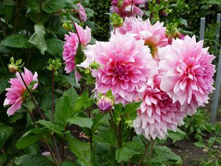 Обои розовые, окрас, георгины, пинк, pink, color, dahlias разрешение 4500x3000 Загрузить