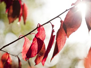 Обои свет, природа, листья, осень, light, nature, leaves, autumn разрешение 2048x1365 Загрузить