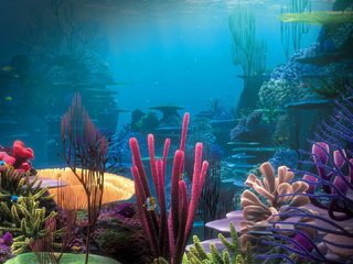 Обои природа, дно, океан, кораллы, риф, подводный мир, nature, the bottom, the ocean, corals, reef, underwater world разрешение 1920x1080 Загрузить