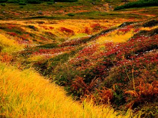 Обои цветы, трава, япония, хоккайдо, ландшафт, asahidake, flowers, grass, japan, hokkaido, landscape разрешение 3000x2000 Загрузить