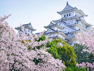 Обои деревья, замок, пагода, япония, сад, сакура, замок химэдзи, trees, castle, pagoda, japan, garden, sakura, himeji castle разрешение 2048x1365 Загрузить