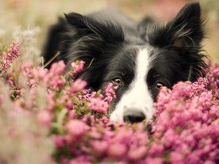 Обои морда, цветы, портрет, собака, бордер-колли, face, flowers, portrait, dog, the border collie разрешение 2880x1619 Загрузить