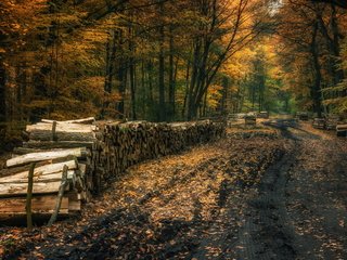 Обои дорога, деревья, природа, лес, осень, дрова, road, trees, nature, forest, autumn, wood разрешение 1920x1223 Загрузить