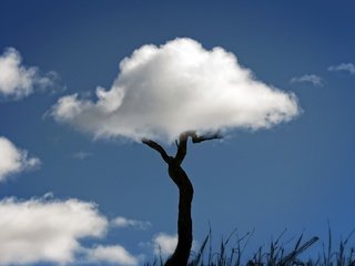 Обои небо, трава, облака, природа, дерево, ствол, the sky, grass, clouds, nature, tree, trunk разрешение 1920x1274 Загрузить