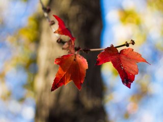 Обои природа, листья, осень, nature, leaves, autumn разрешение 4272x2848 Загрузить