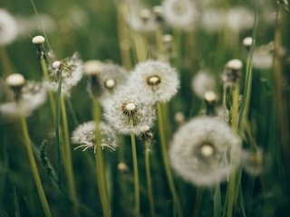 Обои трава, много, одуванчики, grass, a lot, dandelions разрешение 2880x1923 Загрузить