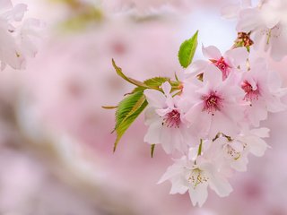 Обои весна, розовый, сакура, нежность, spring, pink, sakura, tenderness разрешение 2048x1276 Загрузить