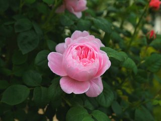 Обои роза, бутон, розовый, куст, rose, bud, pink, bush разрешение 2048x1365 Загрузить