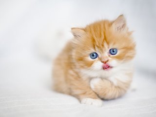 Обои кошка, взгляд, котенок, малыш, рыжий, cat, look, kitty, baby, red разрешение 1980x1320 Загрузить