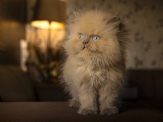 Обои кошка, котенок, пушистый, голубые глаза, рыжий, cat, kitty, fluffy, blue eyes, red разрешение 2000x1333 Загрузить